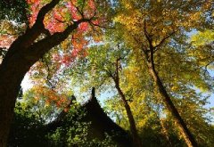 Autumn of Gulou Campus