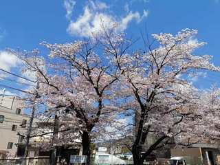 京都大学交流总结