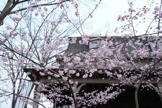 美国宾夕法尼亚大学交换小结——樱花与离别（内附干货）